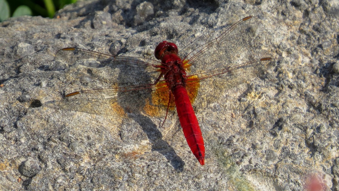 Crocothemis erythraea - skarlát szitakötő
