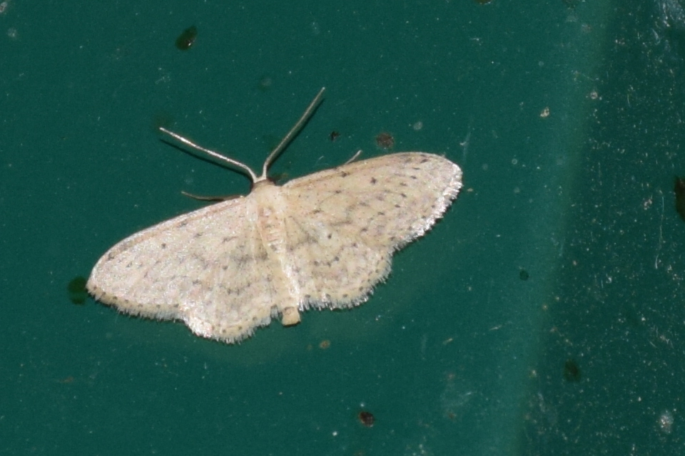 Idaea seriata - szürke apróaraszoló
