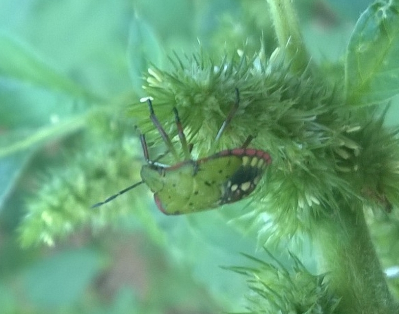 Nezara viridula - zöld vándorpoloska