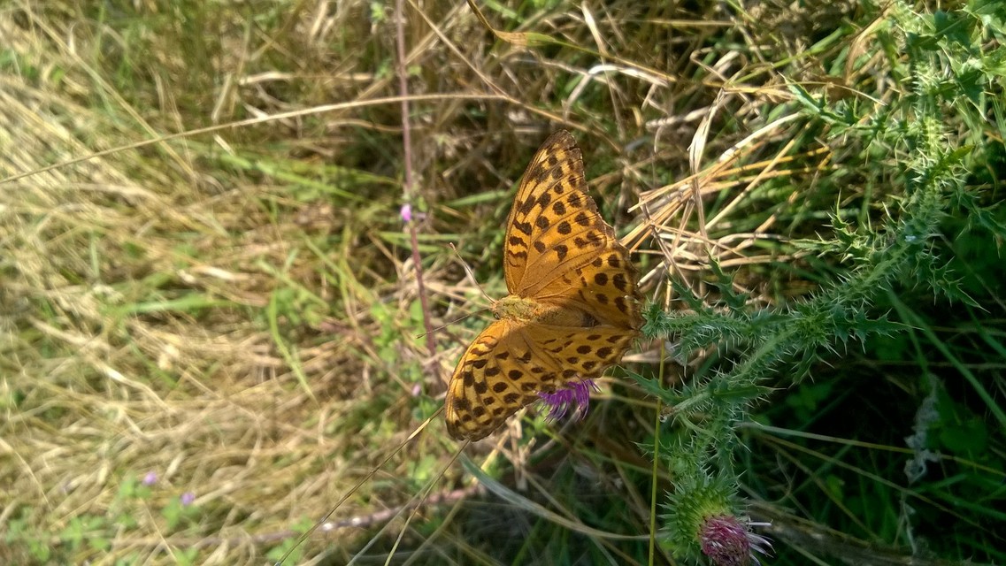 Argynnis paphia - nagy gyöngyházlepke