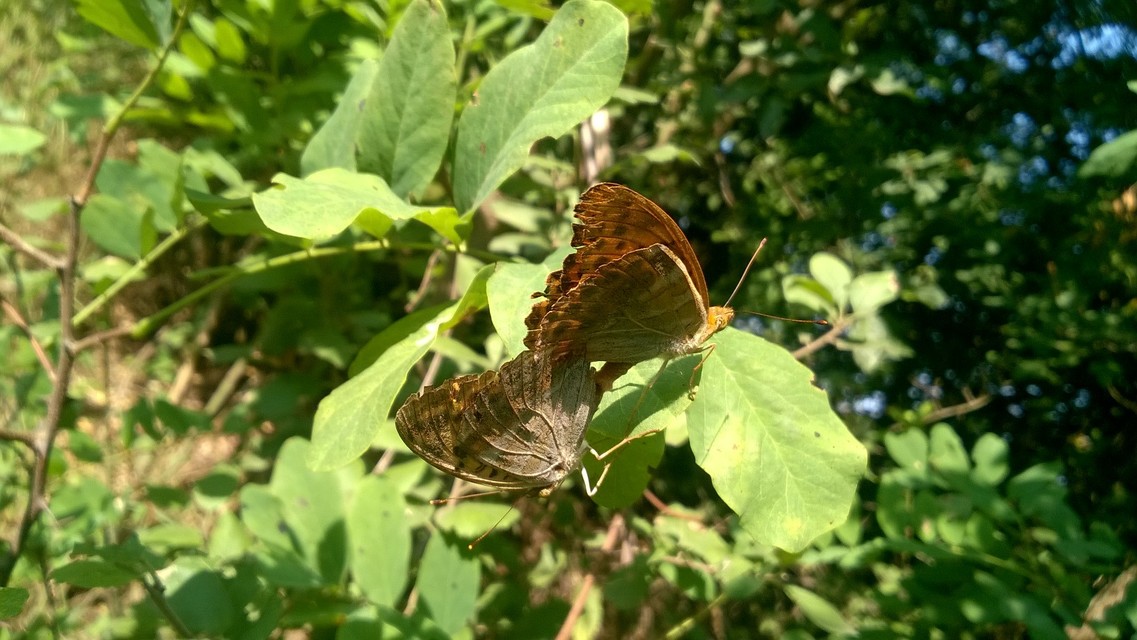 Argynnis paphia - nagy gyöngyházlepke