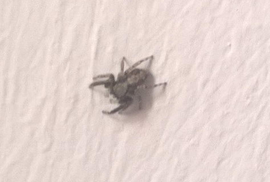 Pseudeuophrys lanigera - szobai ugrópók