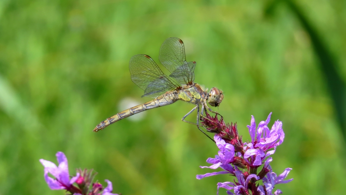 Sympetrum striolatum - harántsávos katona-szitakötő