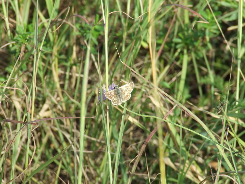 Pyrgus armoricanus - feles busalepke