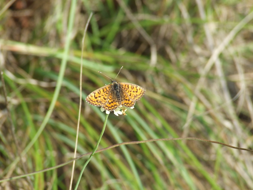 Melitaea trivia - kis tarkalepke