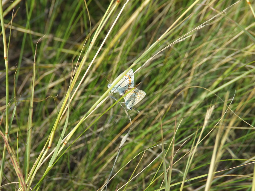 Polyommatus icarus - közönséges boglárka