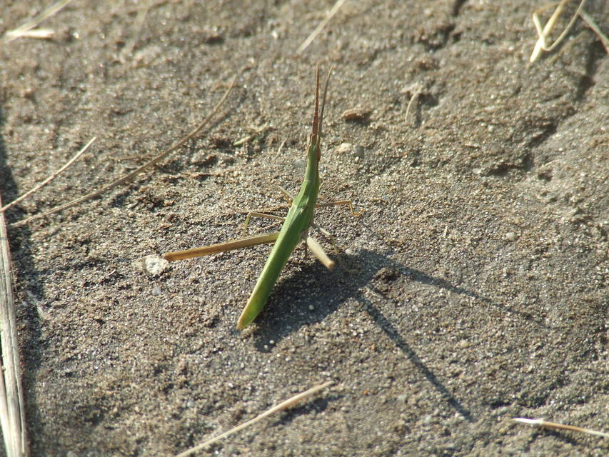 Acrida ungarica - sisakos sáska Acrida ungarica - sisakos sáska