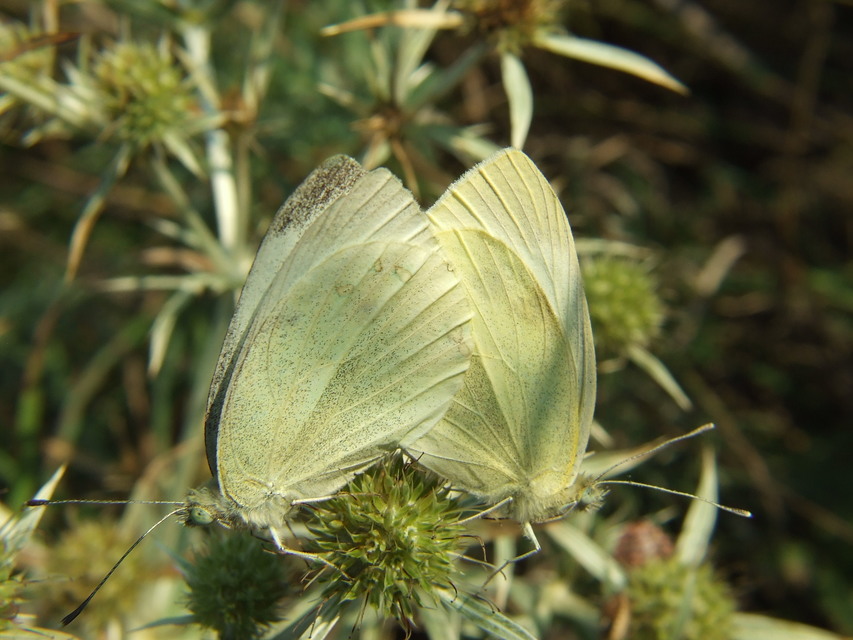 Pieris rapae - répalepke