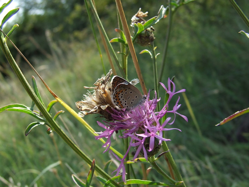 Plebejus argyrognomon - tintakék boglárka