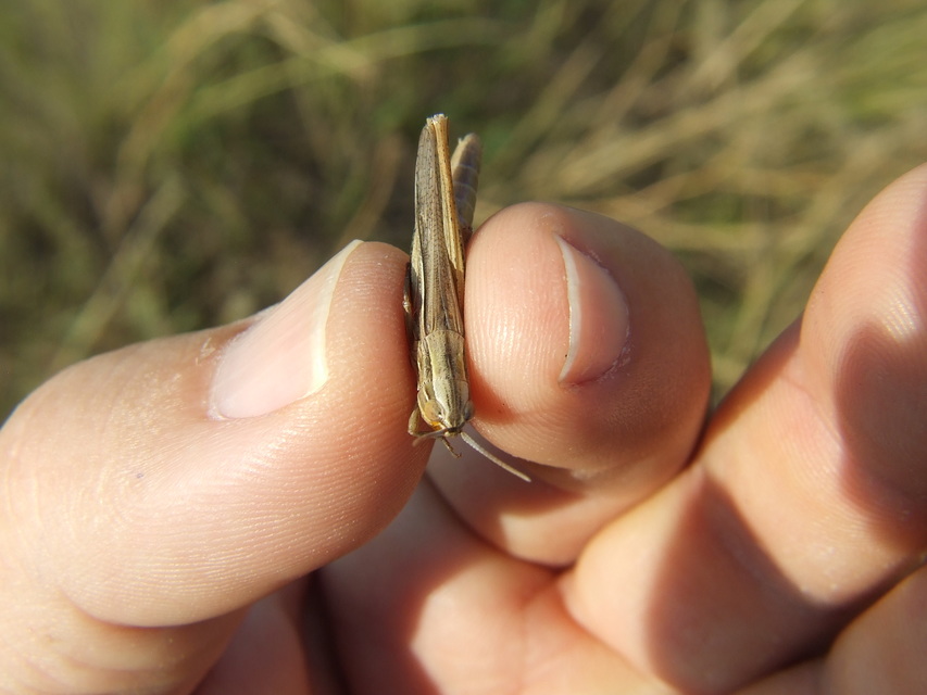 Euchorthippus pulvinatus - karcsú rétisáska