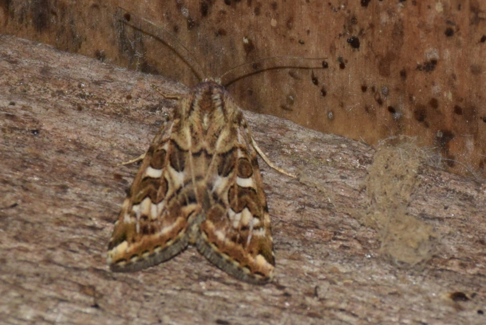 Protoschinia scutosa - tüskéslábú bagoly