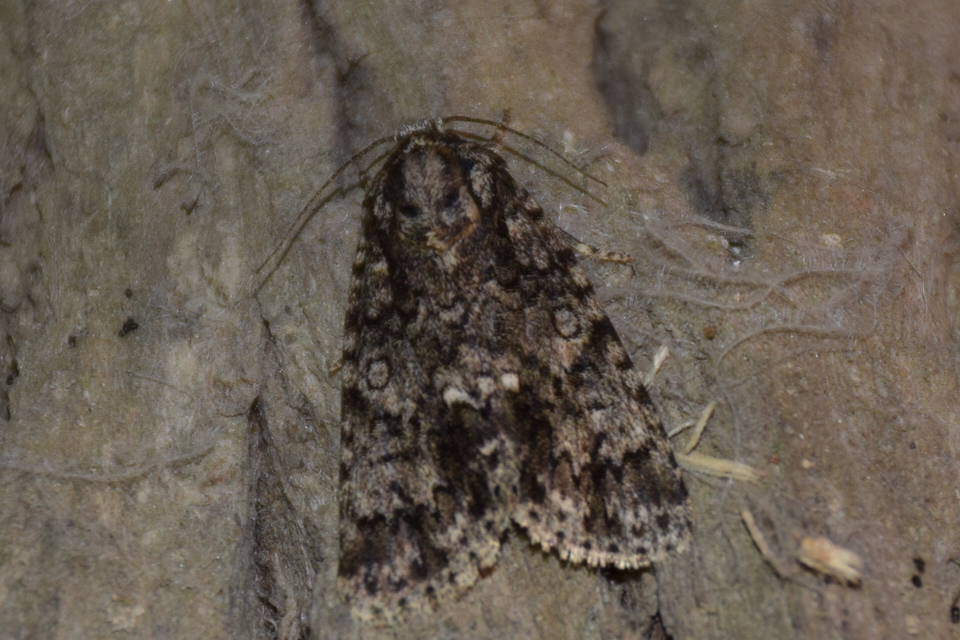 Acronicta rumicis - sóska-szigonyosbagoly