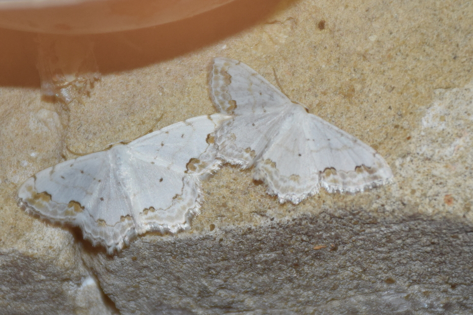 Scopula ornata - díszes fehéraraszoló