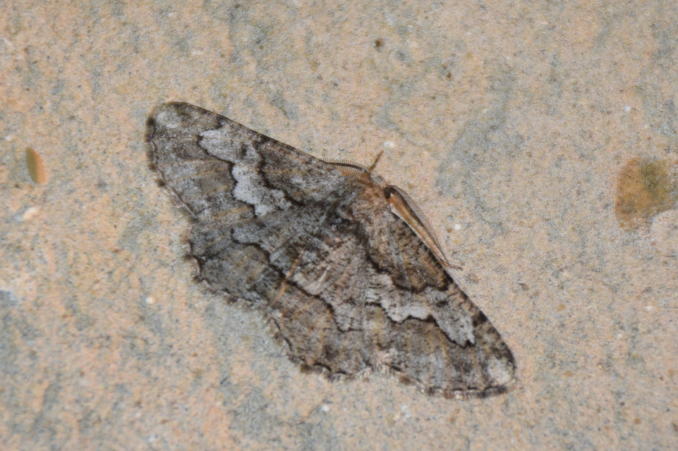 Synopsia sociaria - ürömaraszoló