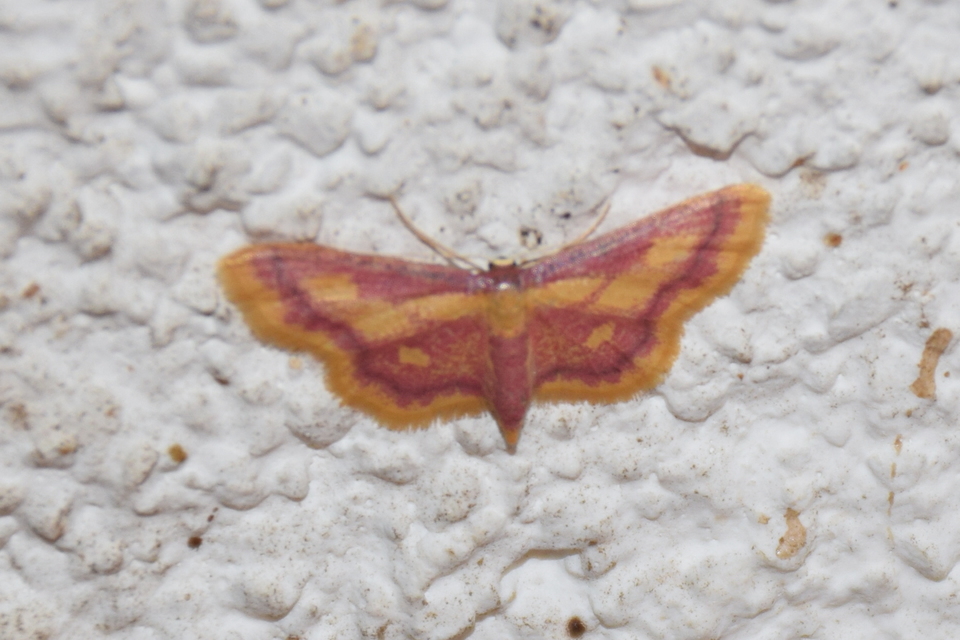 Idaea muricata - mocsári pirosaraszoló