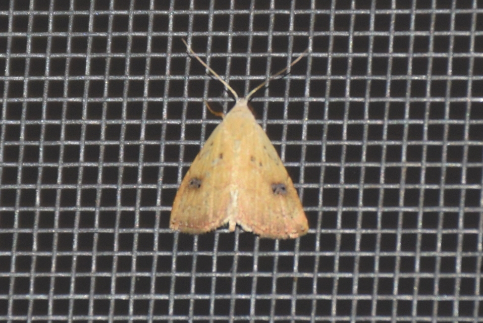 Rivula sericealis - selymes lórombagoly