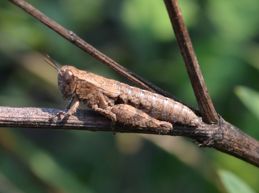 Pezotettix giornae - kis hegyisáska