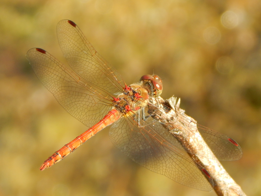 Sympetrum striolatum - harántsávos katona-szitakötő