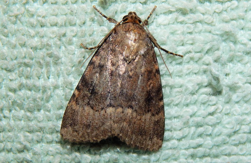 Amphipyra berbera/pyramidea