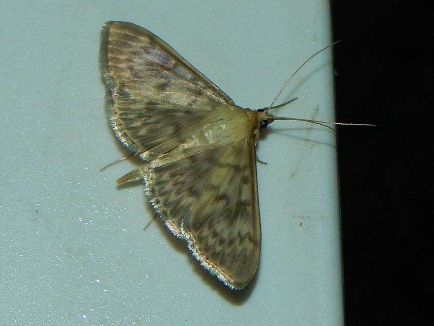 Patania ruralis - csalánevő tűzmoly