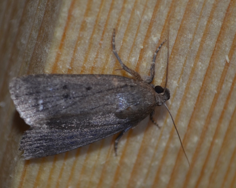 Amphipyra tragopoginis - bakszakállbagoly