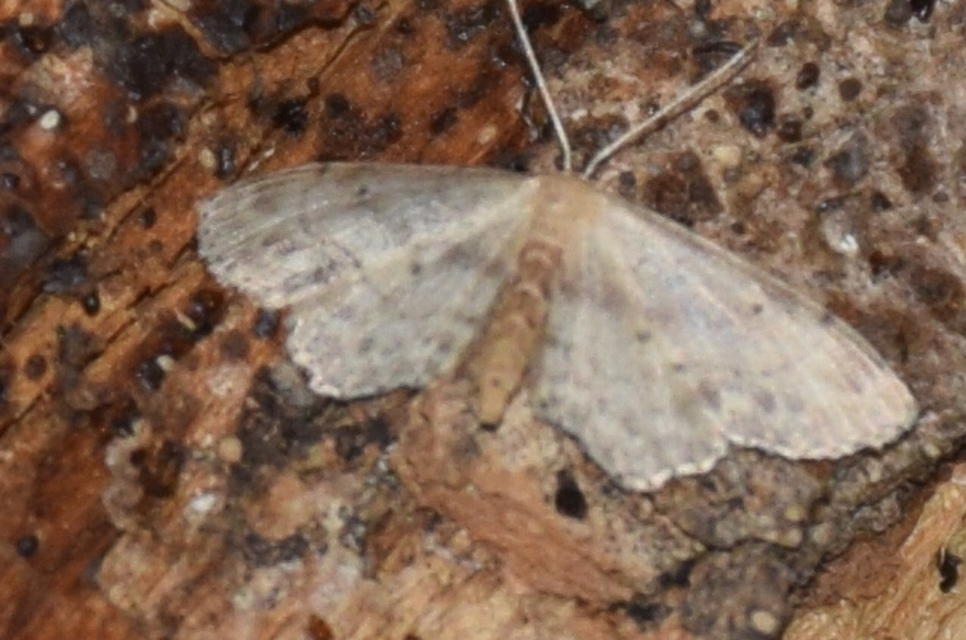 Idaea dimidiata - gyakori apróaraszoló