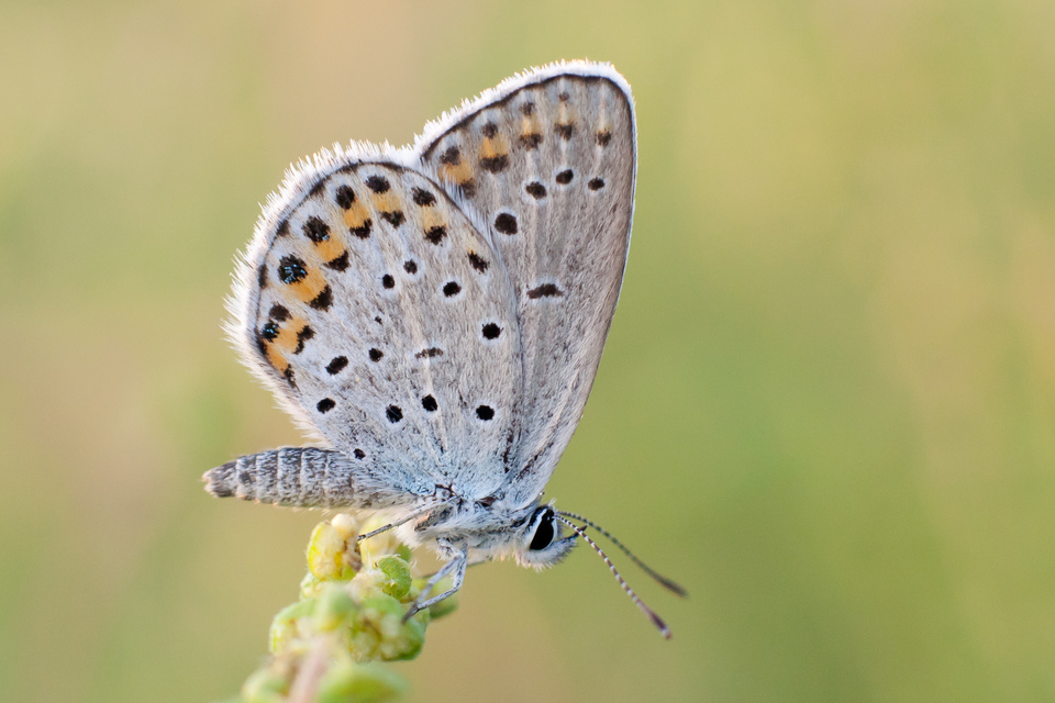 Plebejus argyrognomon - tintakék boglárka