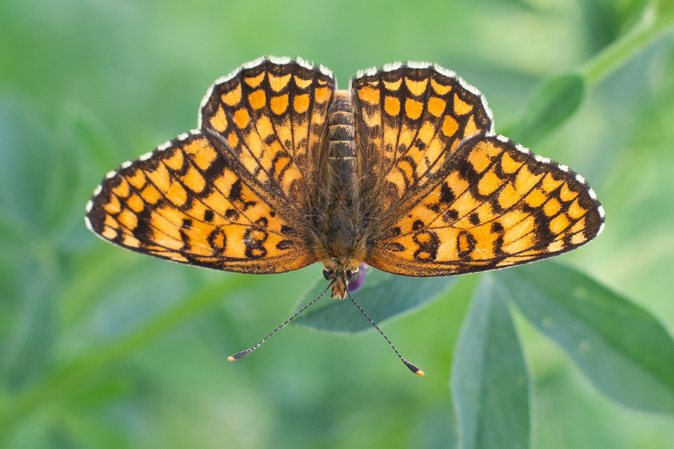 Melitaea phoebe - nagy tarkalepke