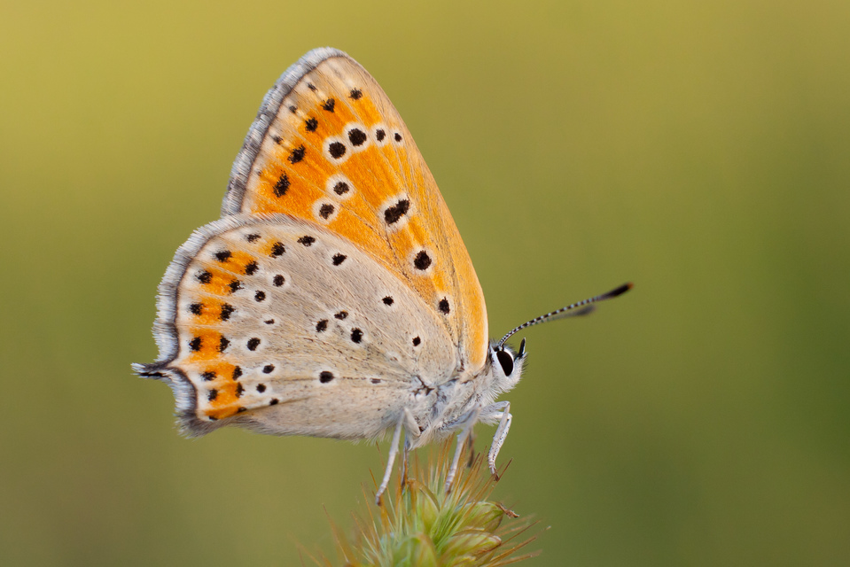 Lycaena thersamon - kis tűzlepke