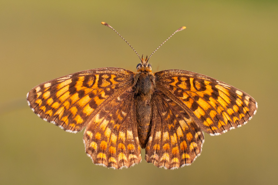 Melitaea phoebe - nagy tarkalepke