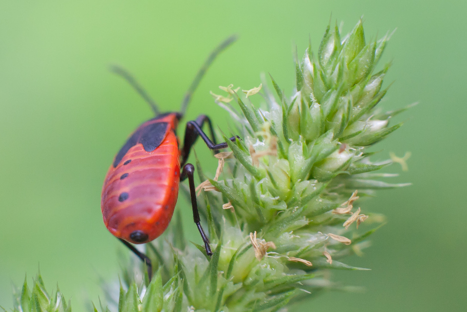 Pyrrhocoris apterus - verőköltő poloska