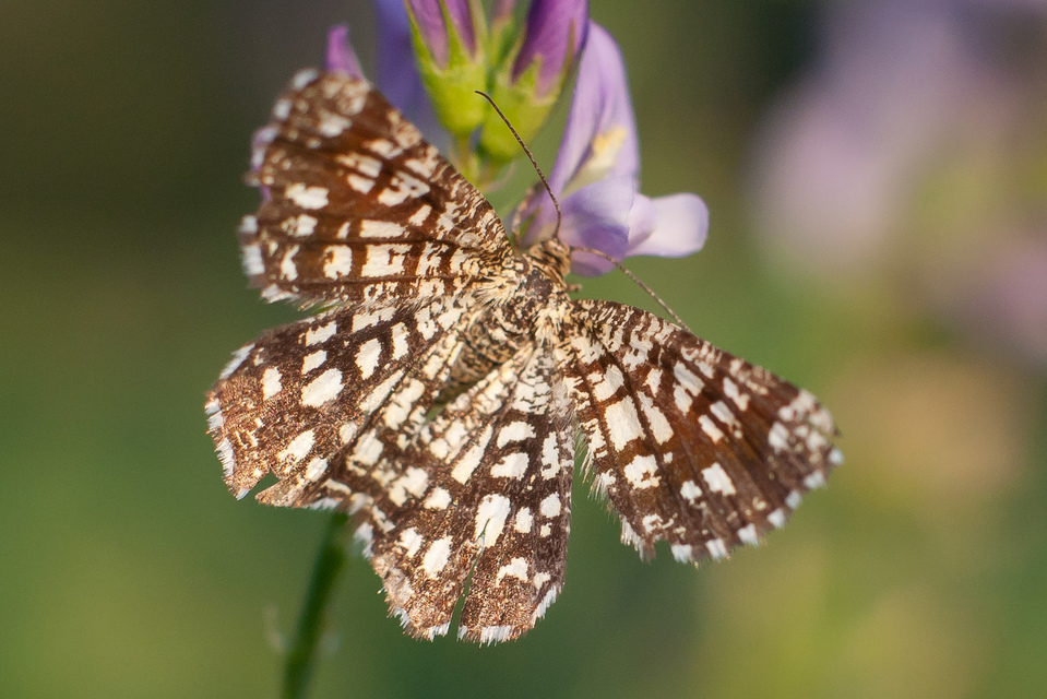 Chiasmia clathrata - rácsos rétiaraszoló