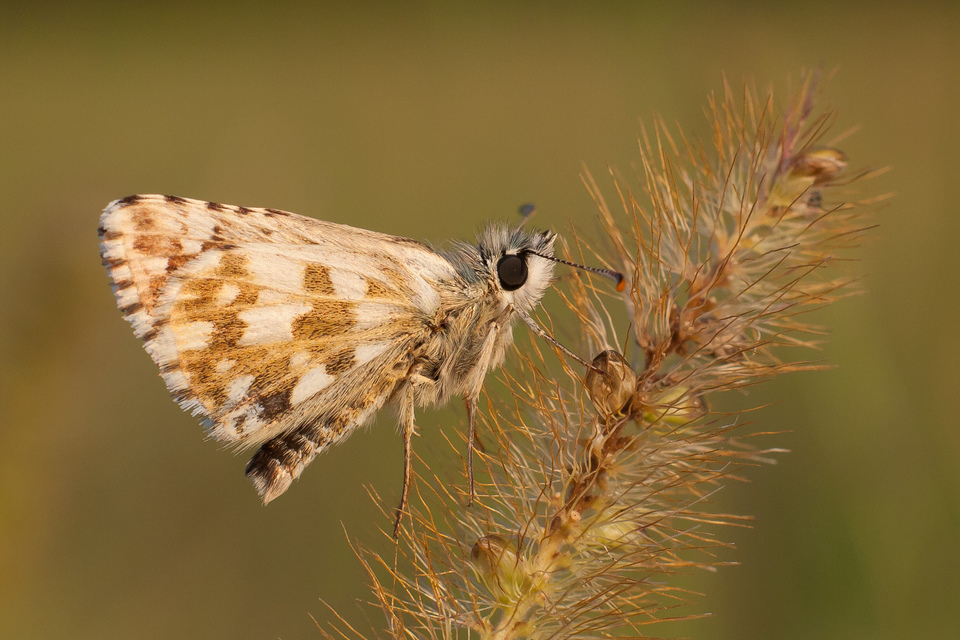 Pyrgus armoricanus - feles busalepke