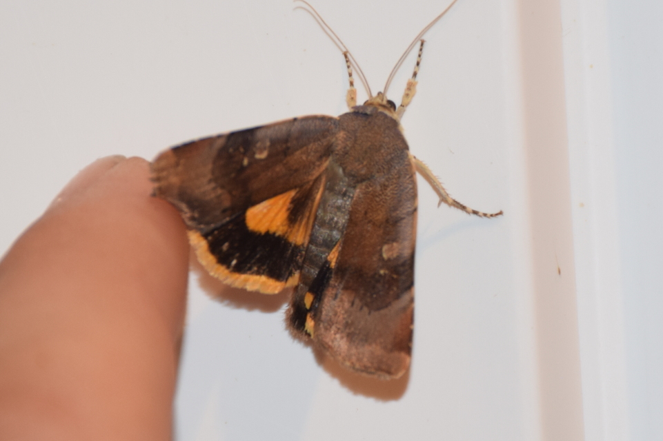 Noctua janthe - lappangó sárgafűbagoly