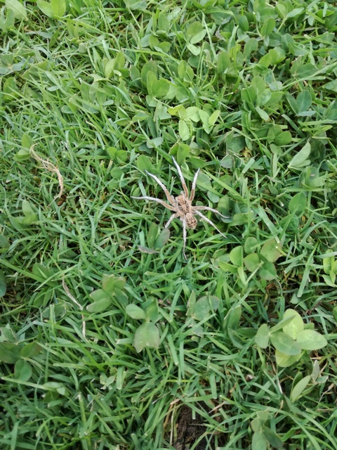 Geolycosa vultuosa - pokoli cselőpók