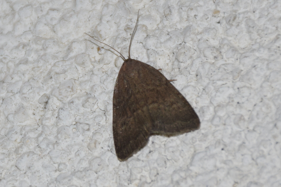 Acosmetia caliginosa - imolabagoly