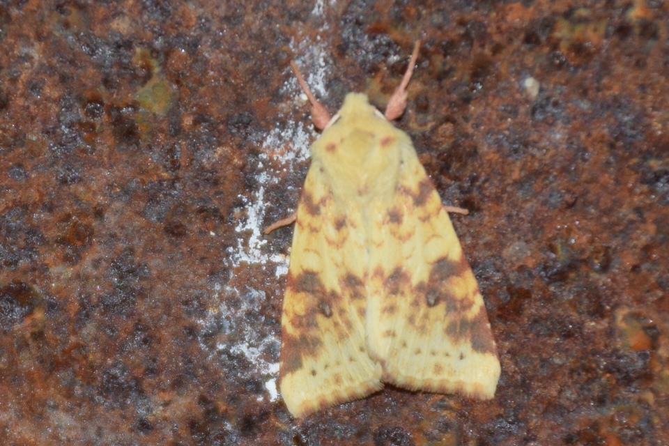 Cirrhia icteritia - nyárfa-sárgabagoly