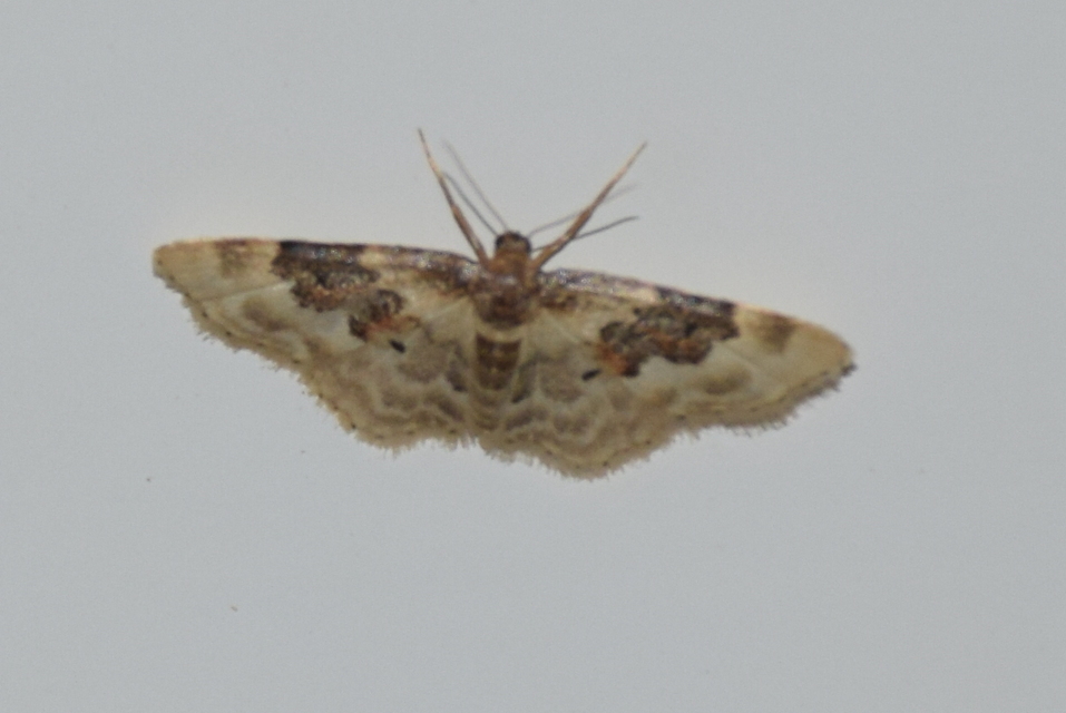 Idaea rusticata - tarka apróaraszoló