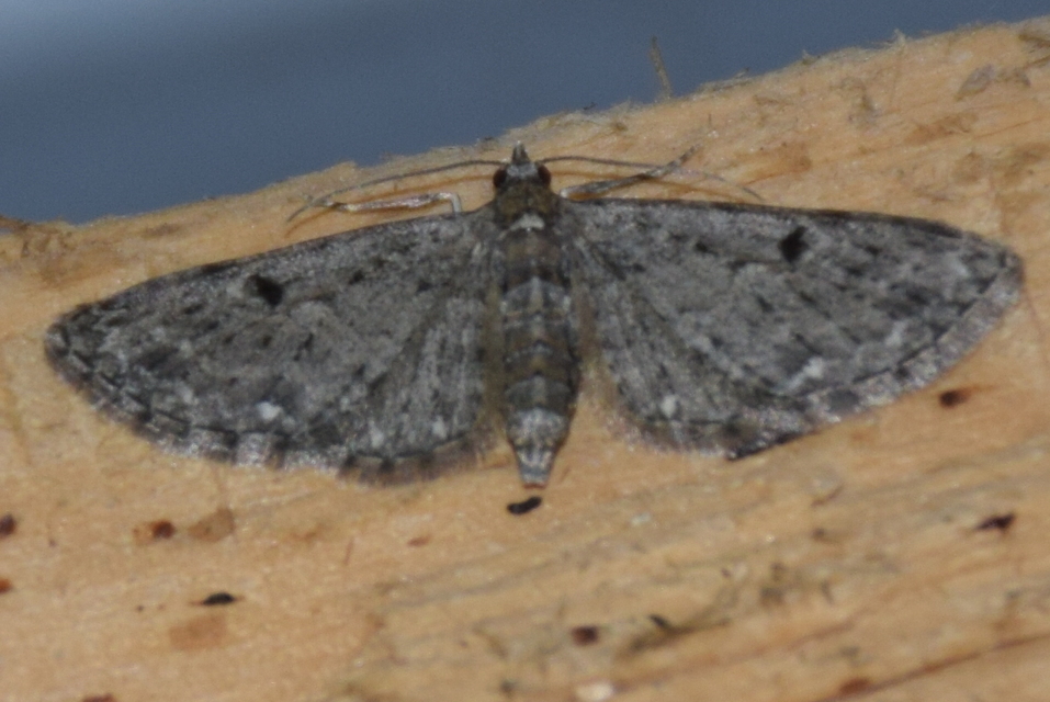 Eupithecia tripunctaria - fehérpontos törpearaszoló