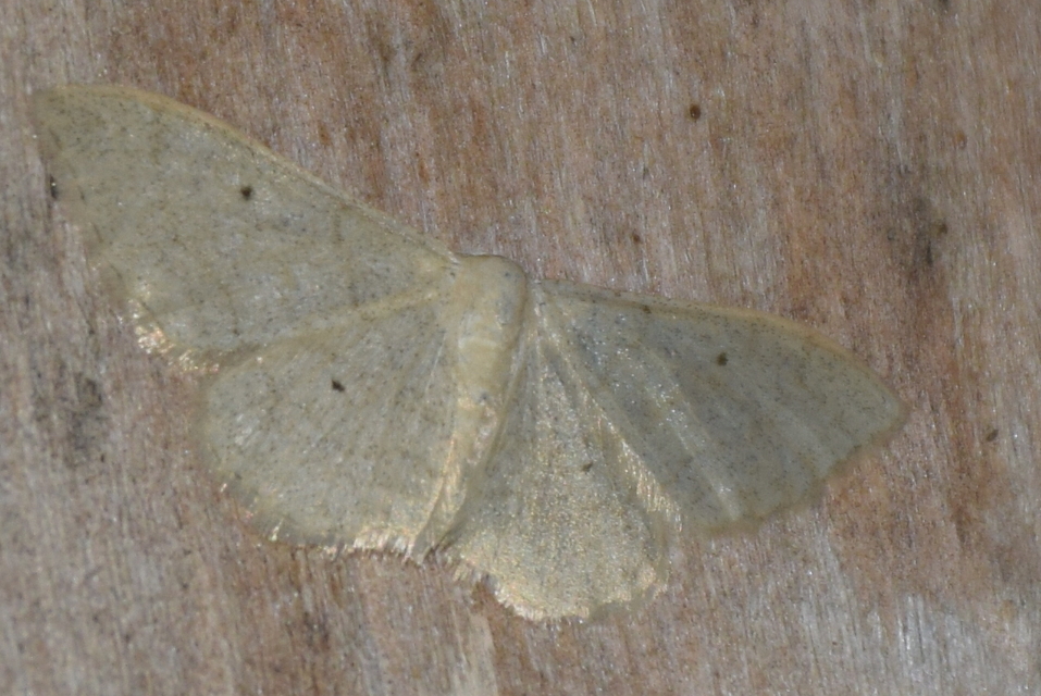 Idaea straminata - szalmasárga sávosaraszoló