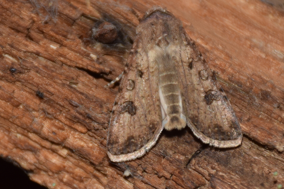 Agrotis segetum - vetési földibagoly
