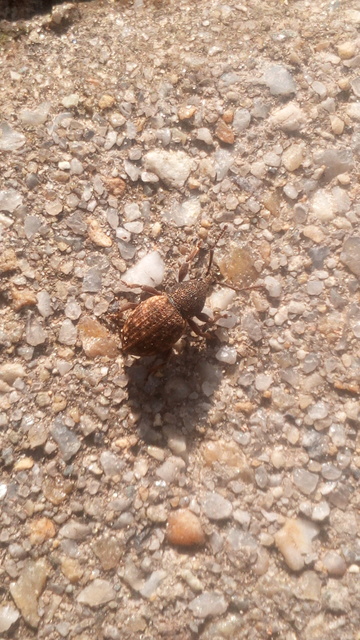 Otiorhynchus raucus - molyhos gyalogormányos