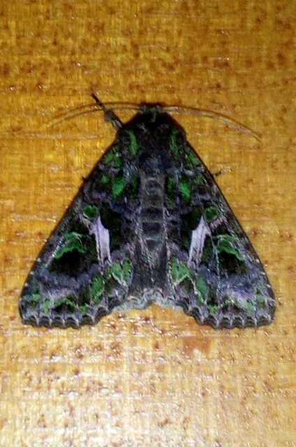 Trachea atriplicis - nyári zöldbagoly