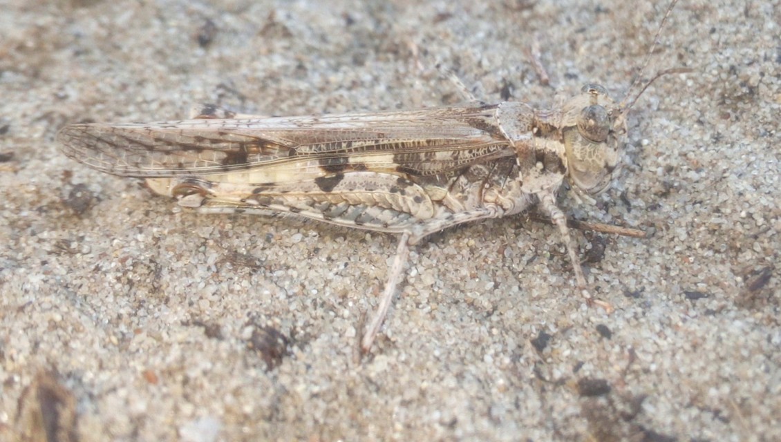 Acrotylus longipes - dűnesáska