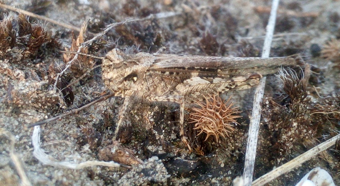 Acrotylus insubricus - önbeásósáska