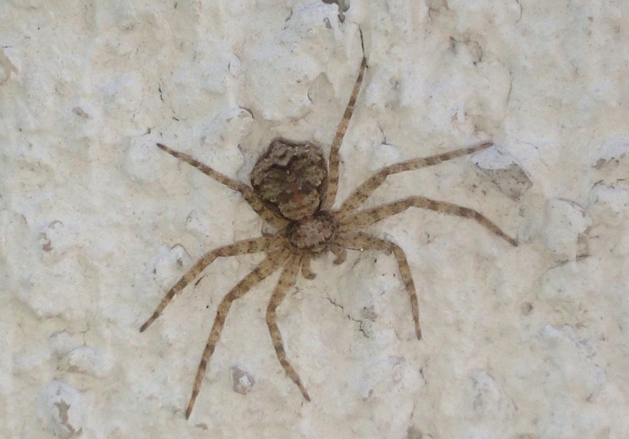 Philodromus poecilus - cifra karolópók