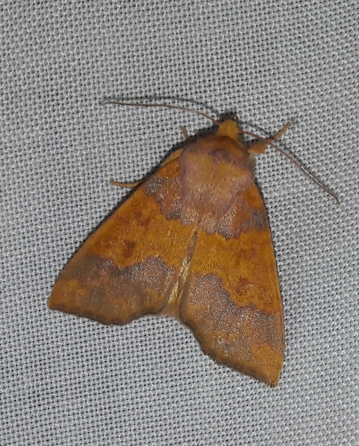 Tiliacea aurago - aranyló sárgabagoly