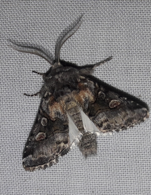 Cleoceris scoriacea - szürke liliombagoly