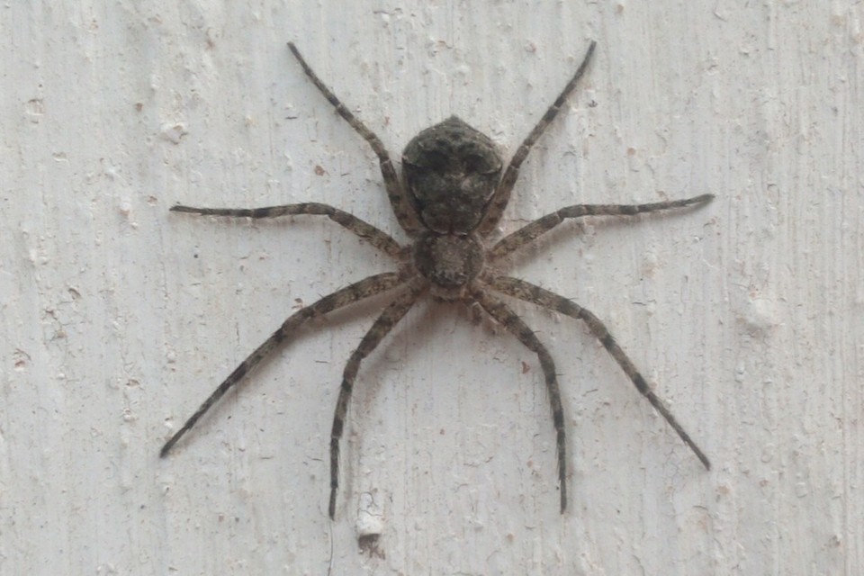 Philodromus margaritatus - bükkfa-fürgekarolópók