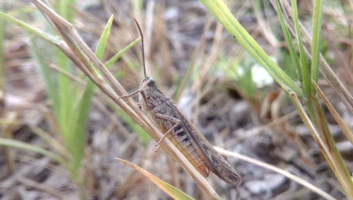 Chorthippus mollis - halk tarlósáska